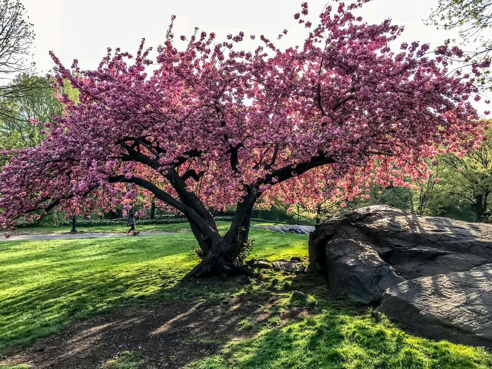 Die besten Blühenden Bäume für jeden Gartenstil – Ein Überblick über Sorten und Pflege