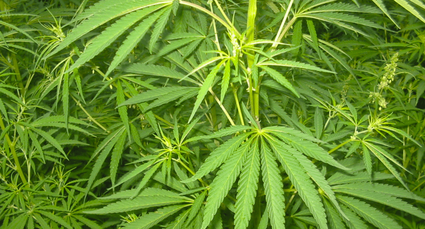 Cannabis Samen: Eine Quelle für nachhaltige Textilfasern