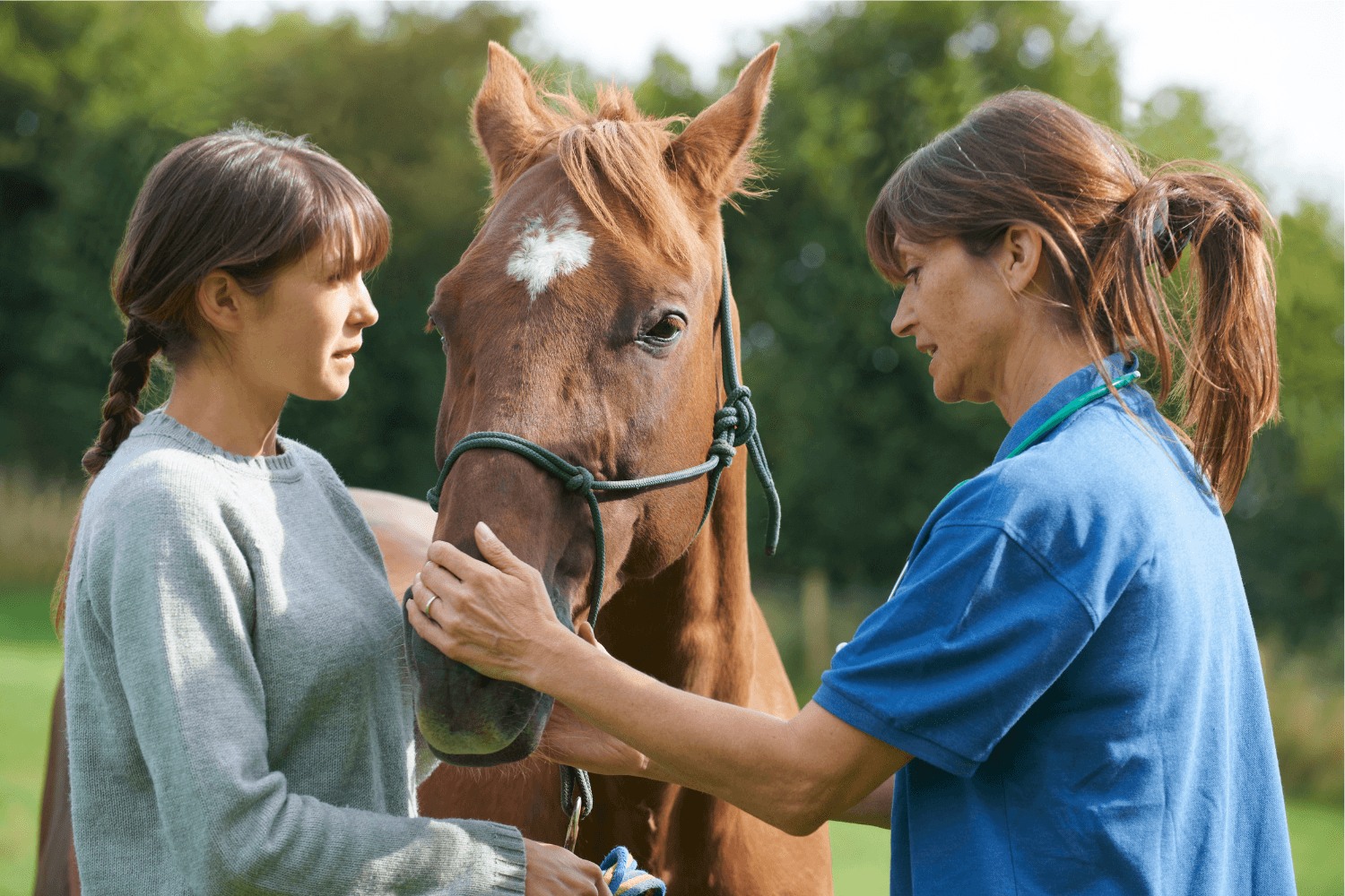 Stallhelfer gesucht: Pferdepflege von Füttern bis zur Gesundheitsüberwachung