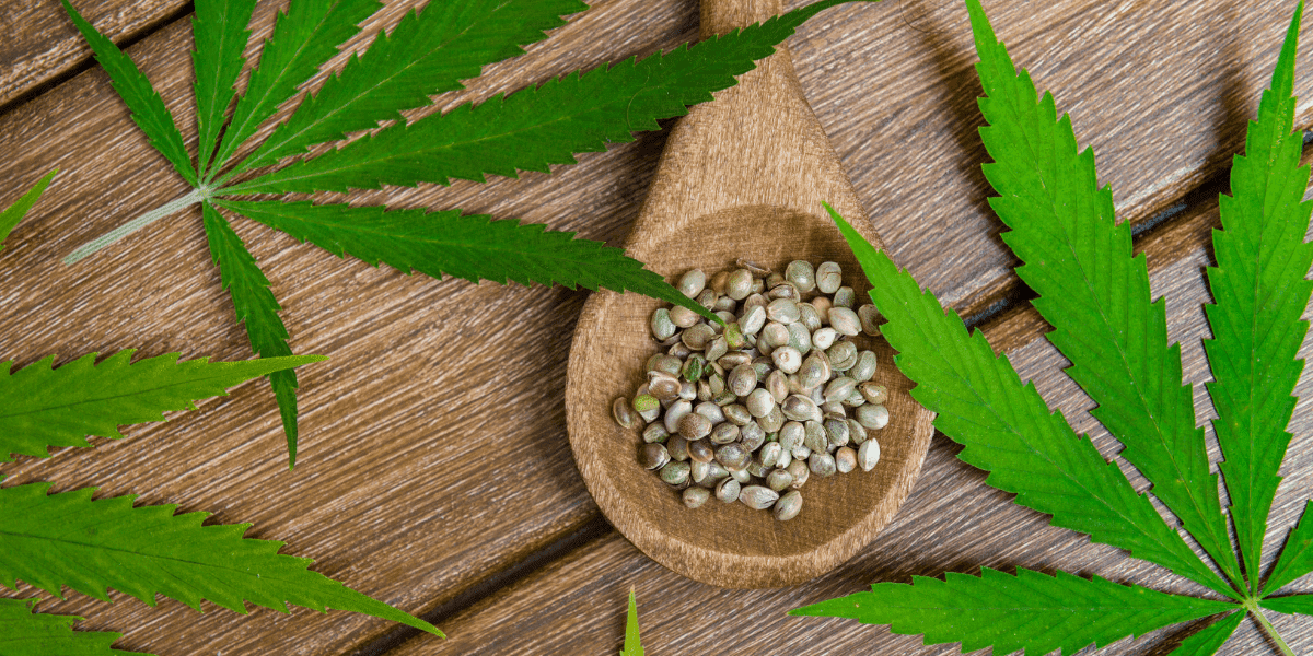 CBD Öl kaufen – Worauf bei Qualität und Herkunft achten?