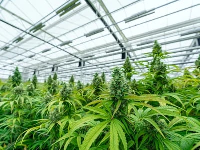 CBD Öl kaufen – Worauf bei Qualität und Herkunft achten?
