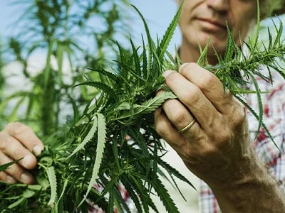 Deine Reise in die Welt von Sinsemilla beginnt bei Cannapot