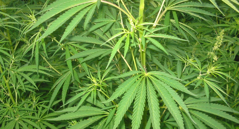 Cannabis Samen: Eine Quelle für nachhaltige Textilfasern