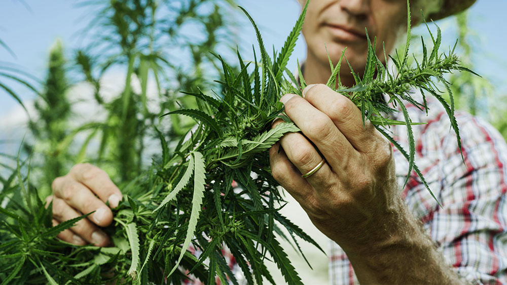 Deine Reise in die Welt von Sinsemilla beginnt bei Cannapot
