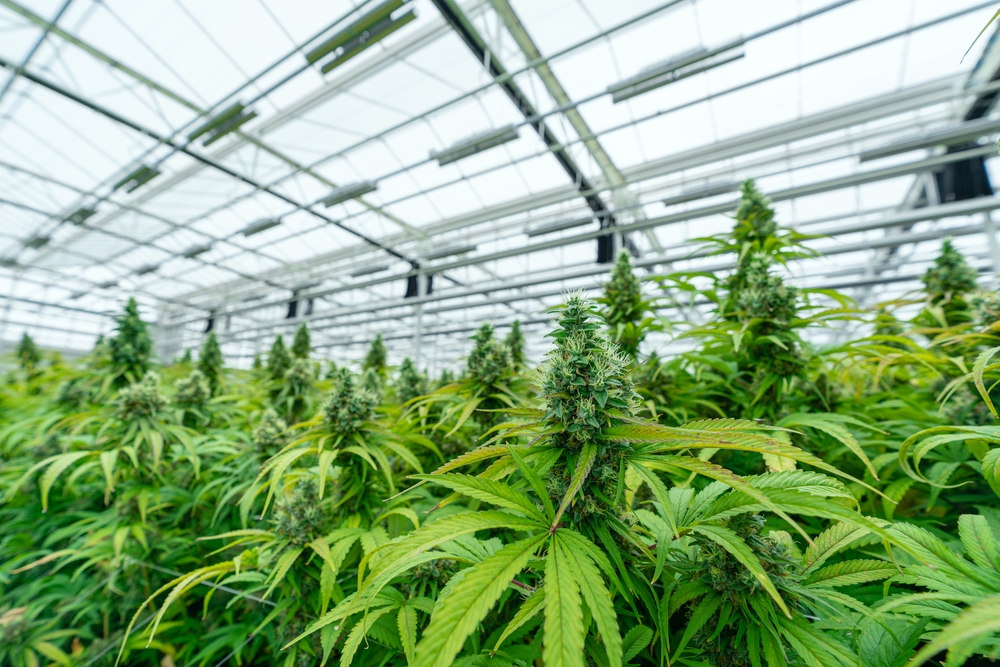 CBD Öl kaufen – Worauf bei Qualität und Herkunft achten?