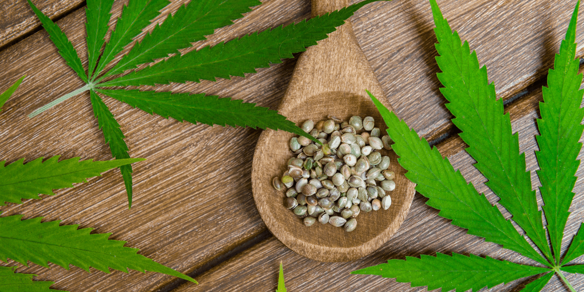 CBD Öl kaufen – Worauf bei Qualität und Herkunft achten?