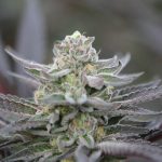 Wie Jealous Strain den modernen Cannabis-Lifestyle prägt