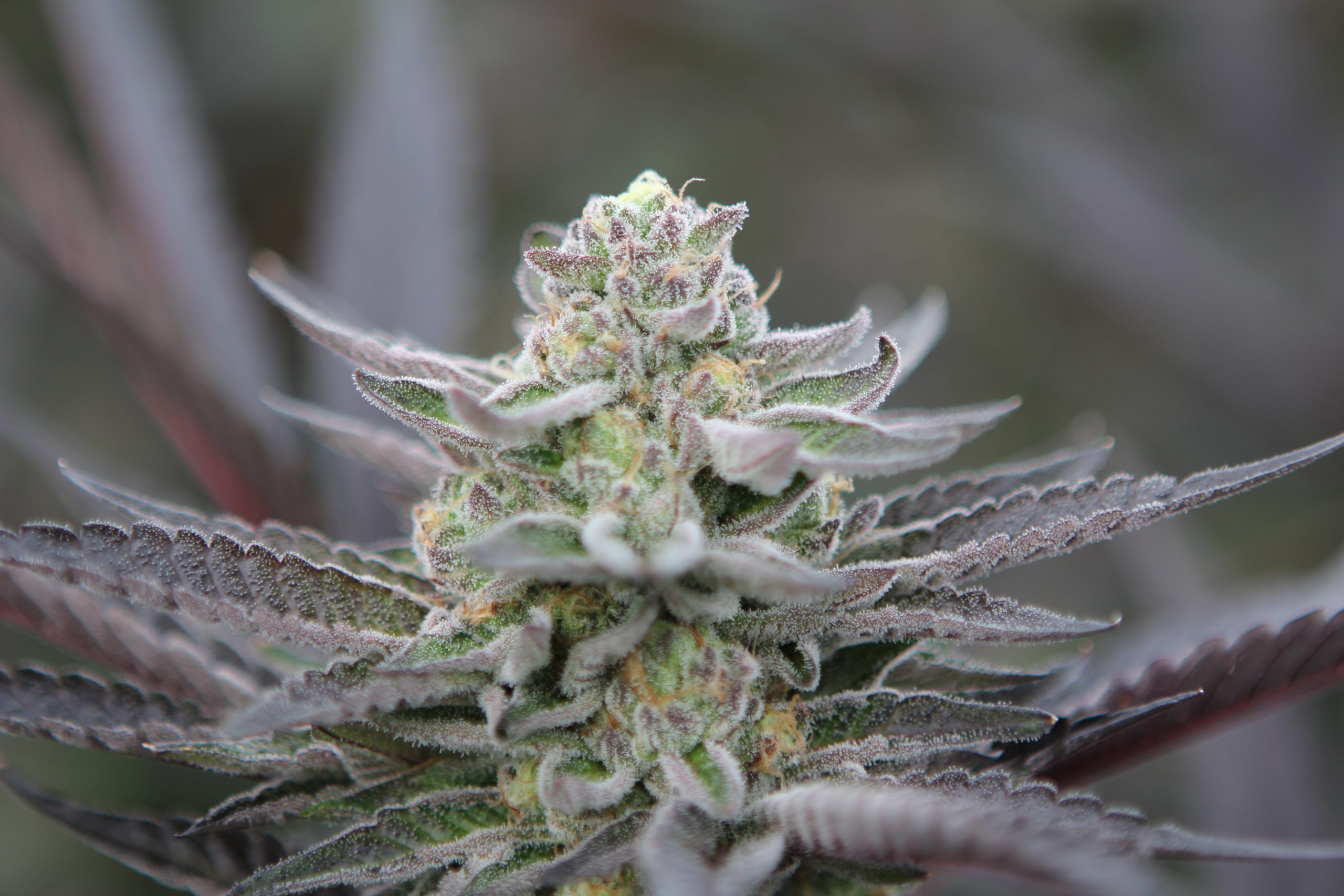 Wie Jealous Strain den modernen Cannabis-Lifestyle prägt